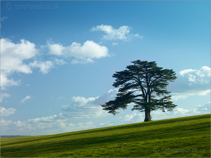 Cedar of Lebanon Tree