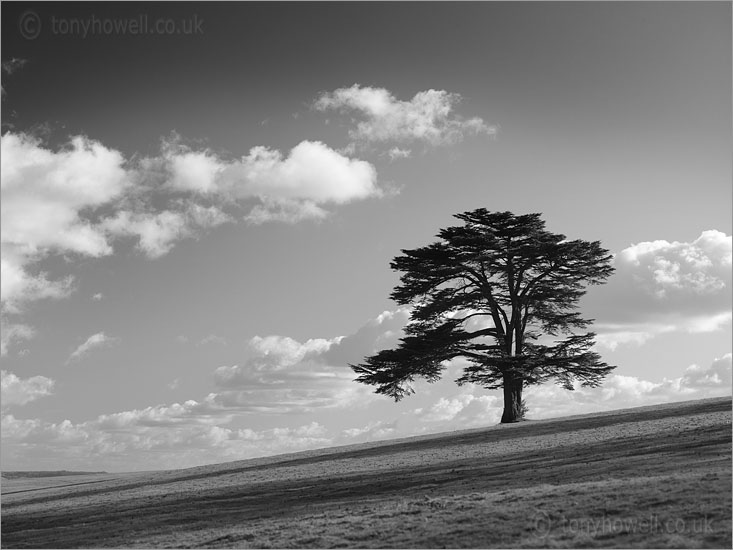 Cedar of Lebanon Tree