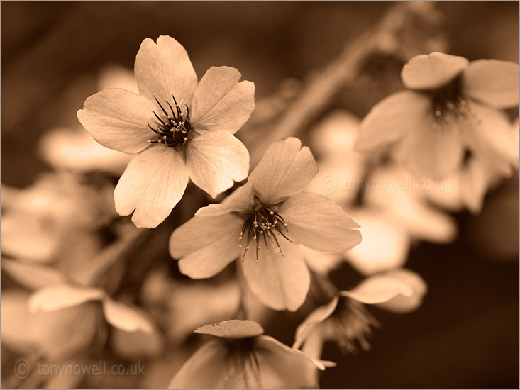Cherry Blossom (Sepia Toned)