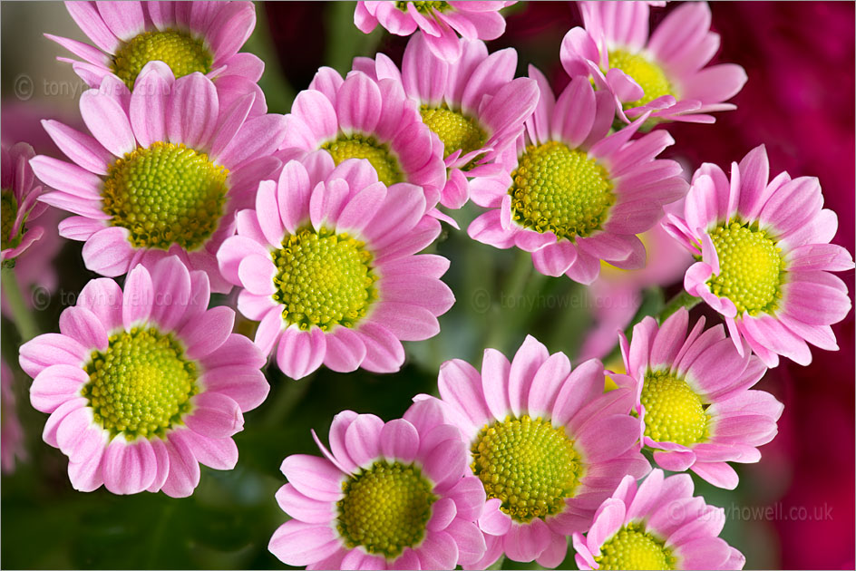 Pale Pink Chrysanthemums