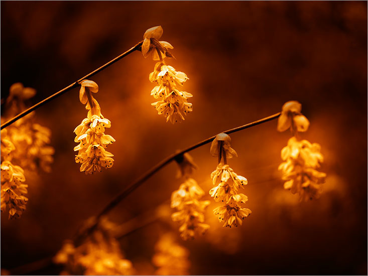 Corylopsis (Sepia Toned)