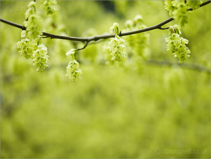 Corylopsis glabrescens