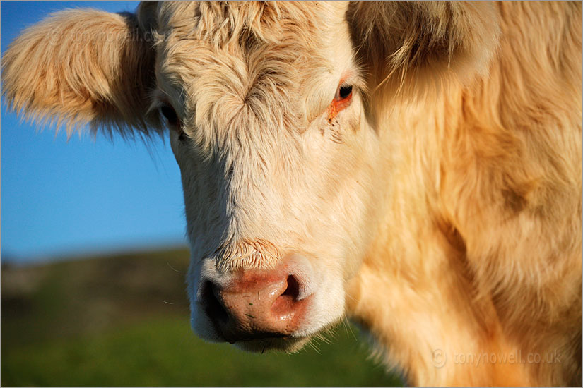 Golden Brown Cow