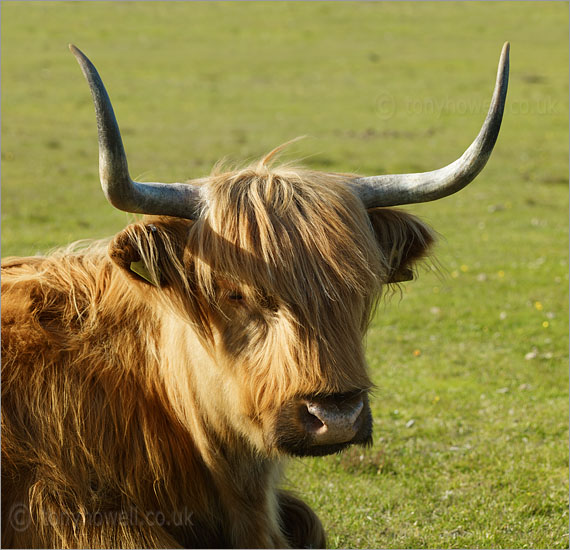 Cow with Horns
