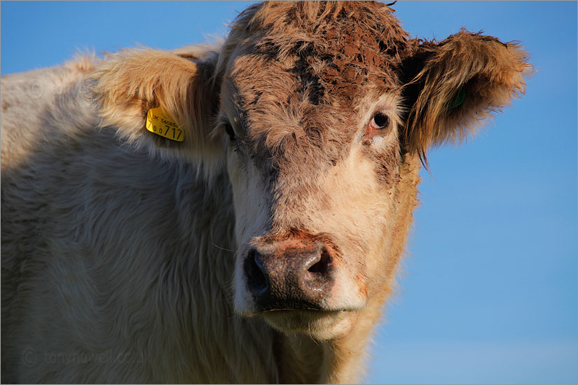 Brown Cow