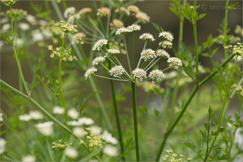 Cow Parsley