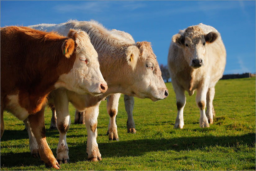 Brown and White Cows