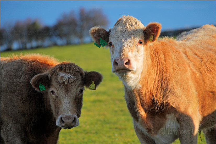 Brown Cows