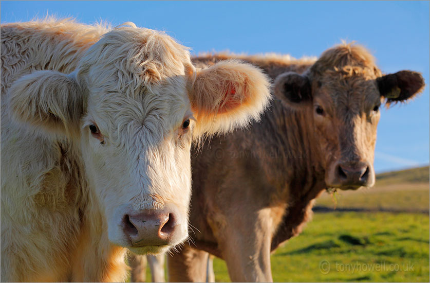 Golden Brown Cows