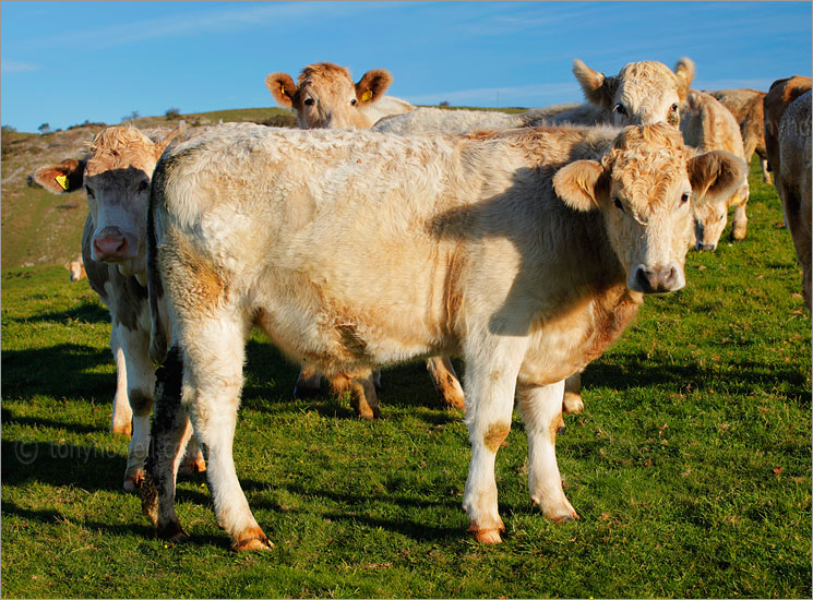 Brown Cows