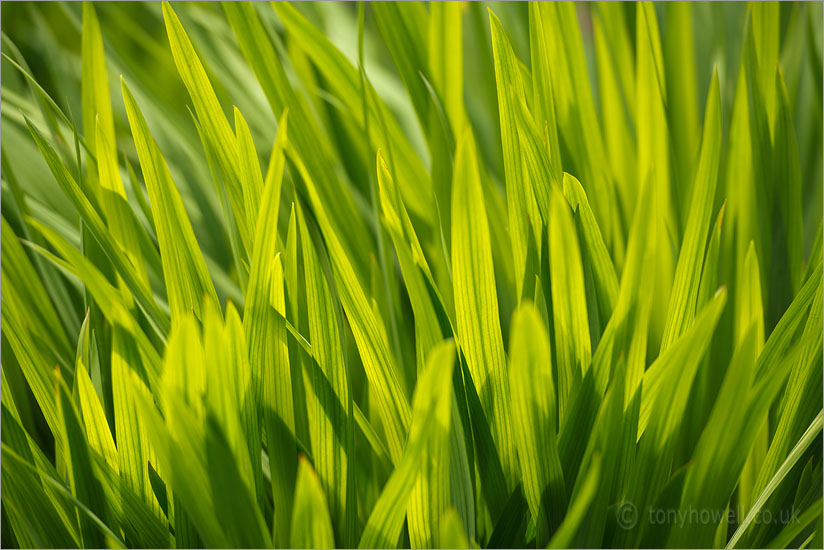 Crocosmia Green Leaves