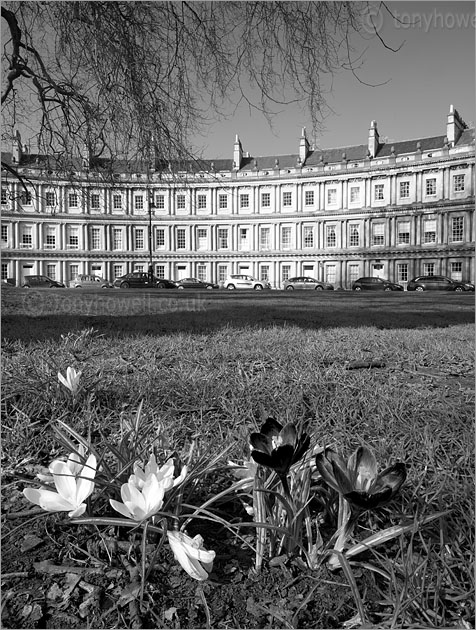 Crocuses, The Circus, Bath