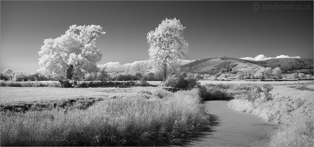 Crooks Peak, River Axe (Infrared Camera, turns foliage white)