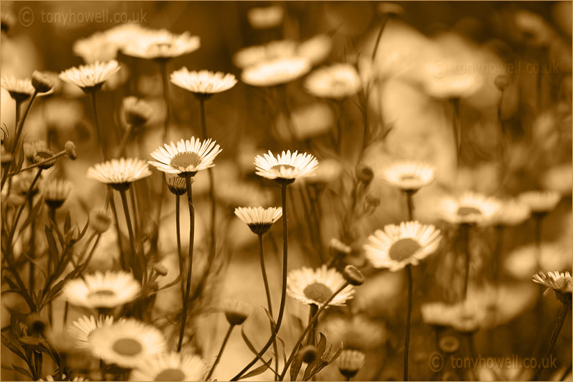 Daisies