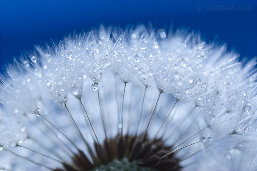 Dandelion seed head with dew drops