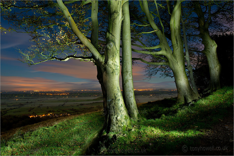 Beech Trees, Night, Mist