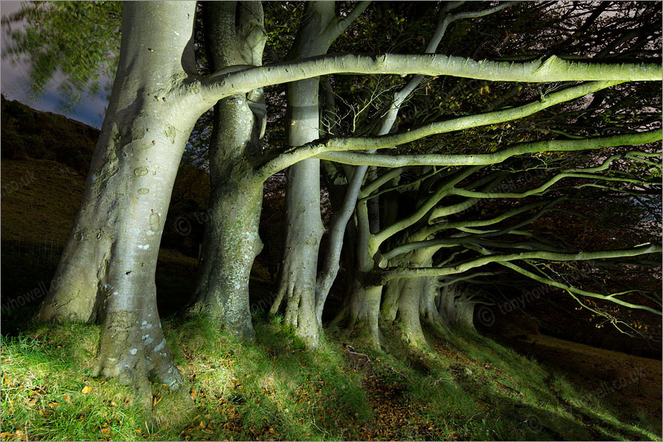 Beech Trees, Night