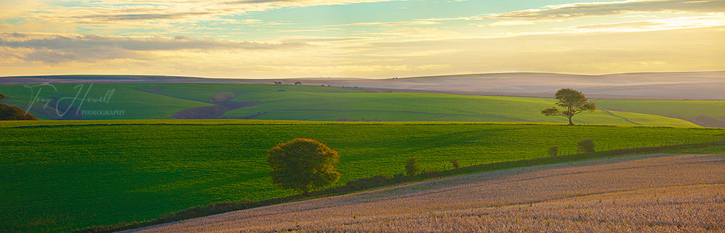 Tree nr. Culbone Hill, Exmoor