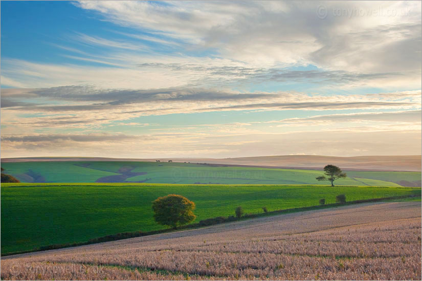 Tree nr. Culbone Hill, Exmoor