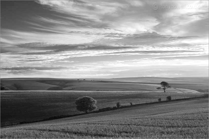 Tree nr. Culbone Hill, Exmoor