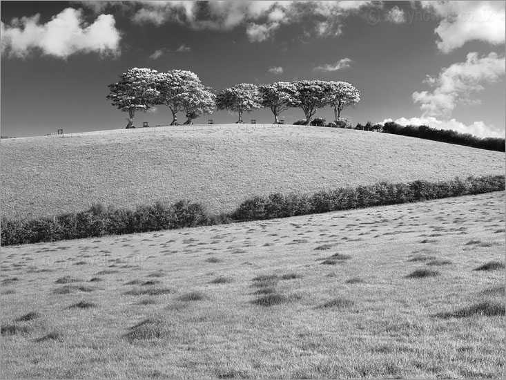Beech Trees