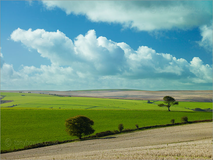 Tree near Culbone Hill