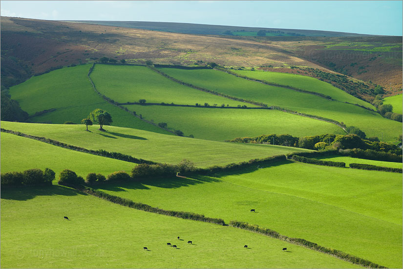 Trees near Oare