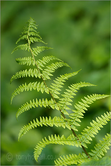 Fern