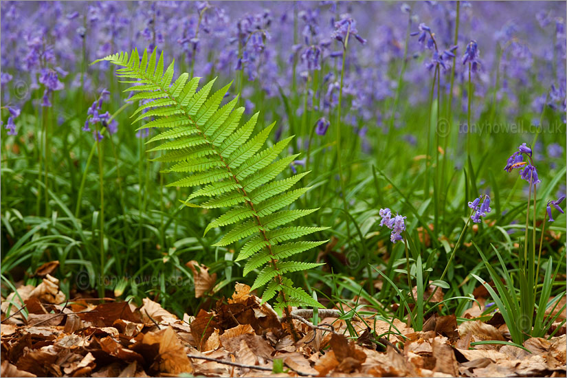 Fern, Bluebells