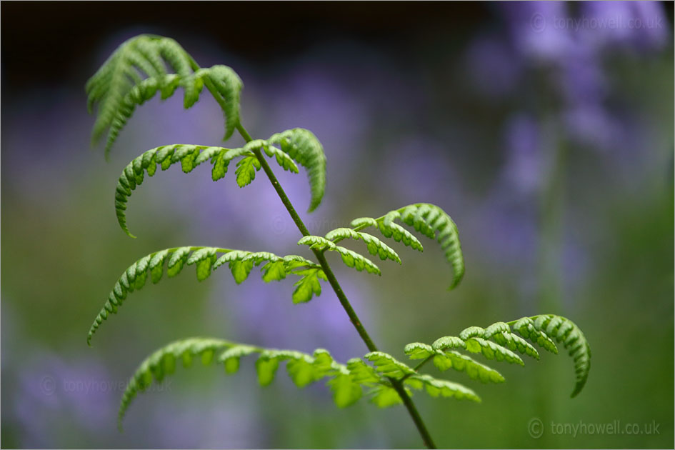 Fern in front of Bluebells