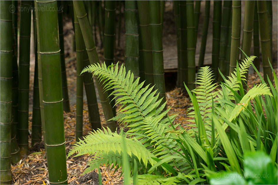 Fern, Giant Bamboo