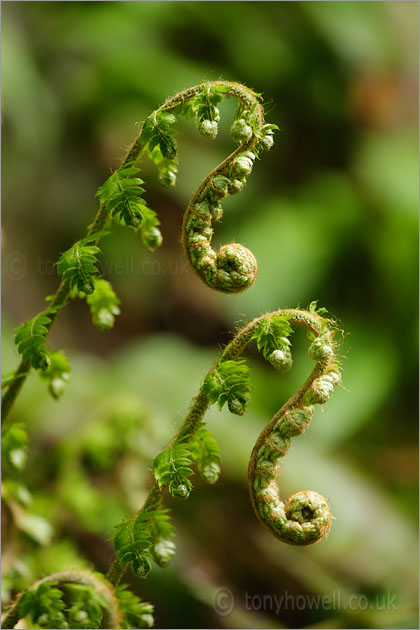 Fern uncurling