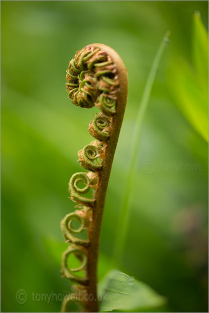 Fern Uncurling