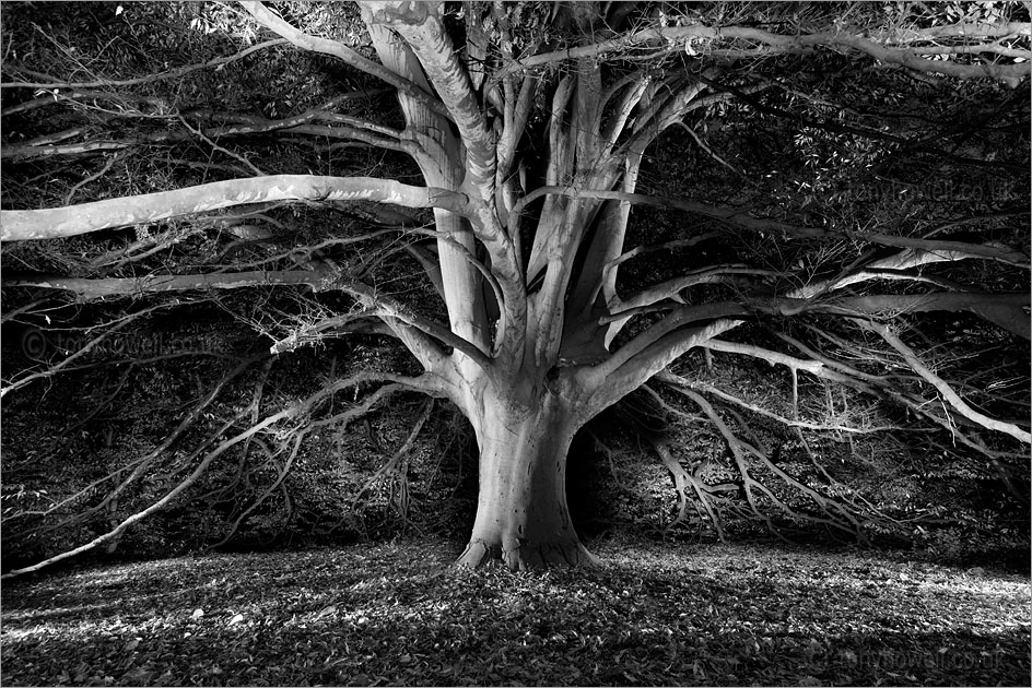 Fern leaved Beech Tree, Night