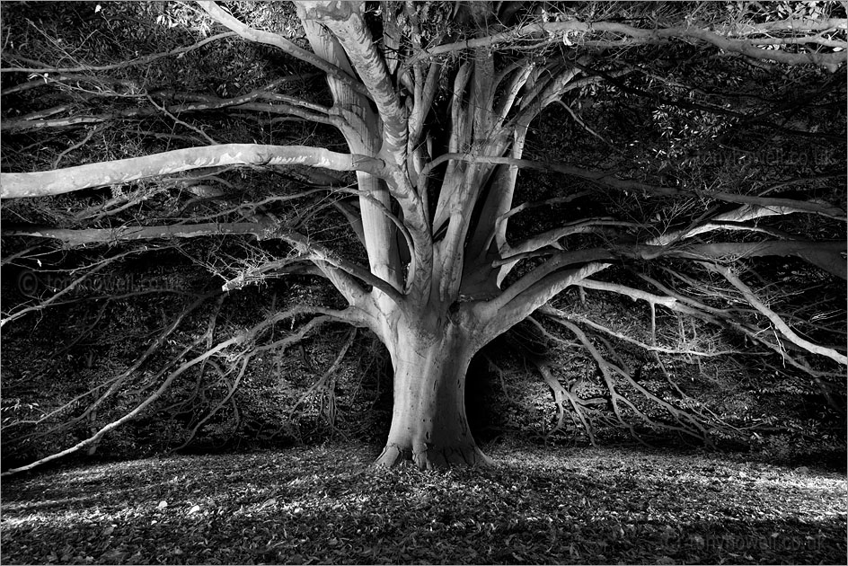 Fern leaved Beech Tree, Night