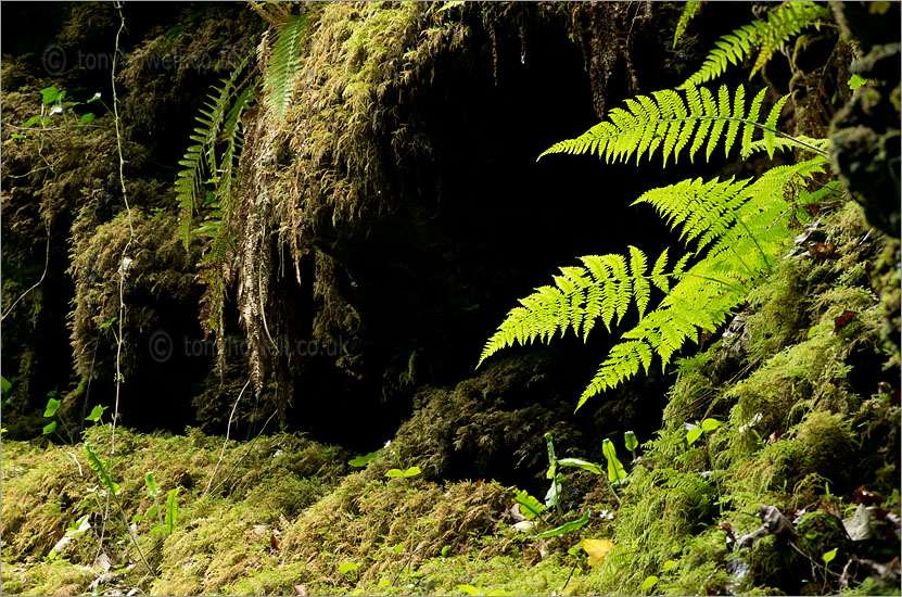 Ferns