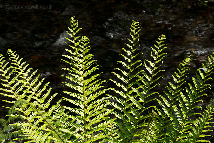 Ferns