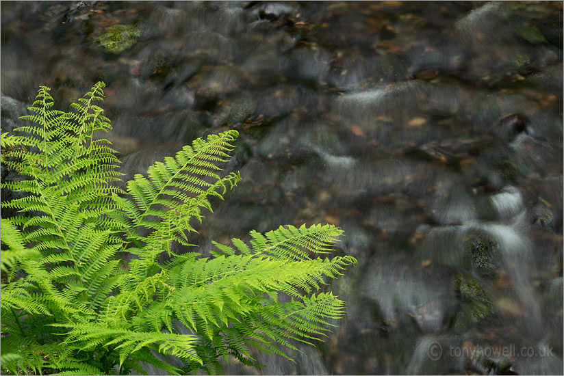 Ferns