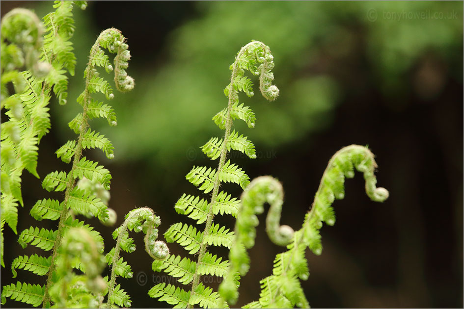 Ferns uncurling