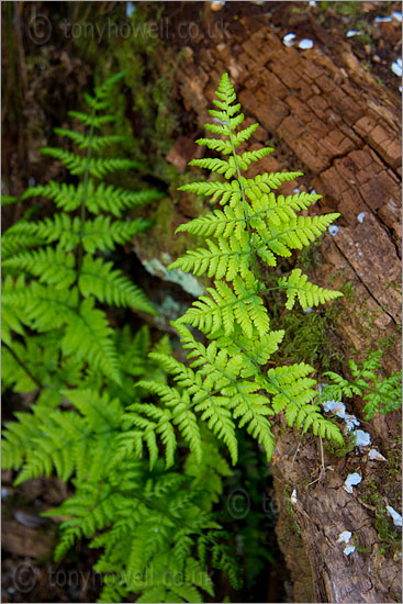 Ferns