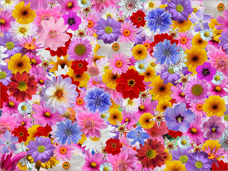 Flowers Galore