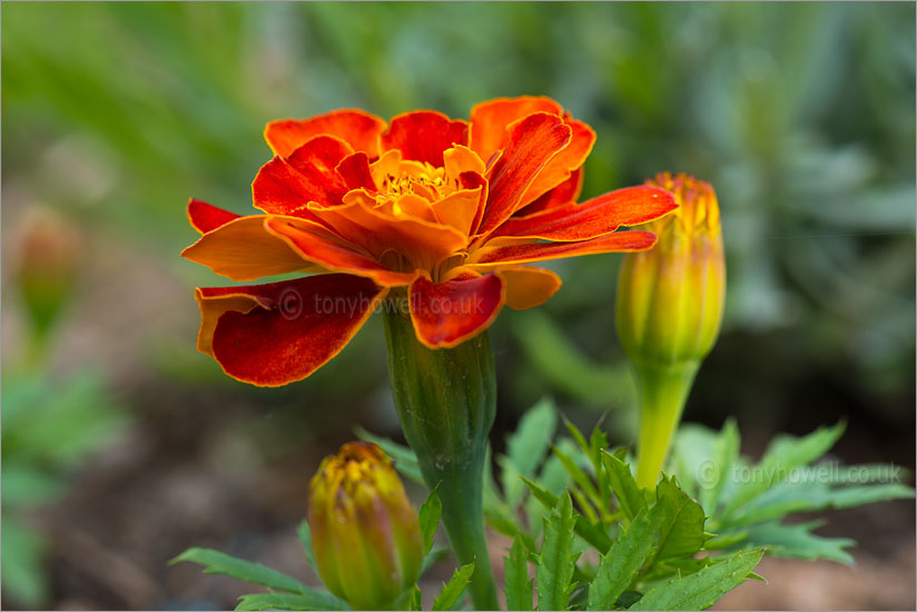 French Marigold