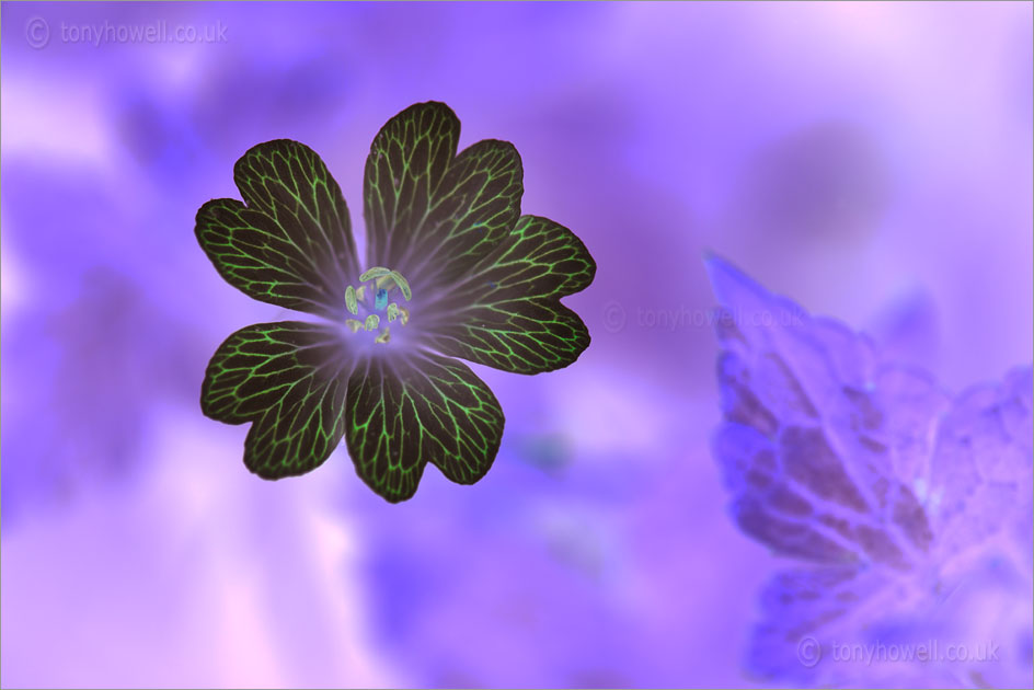 Geranium