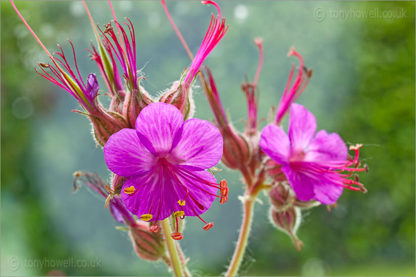 Geranium