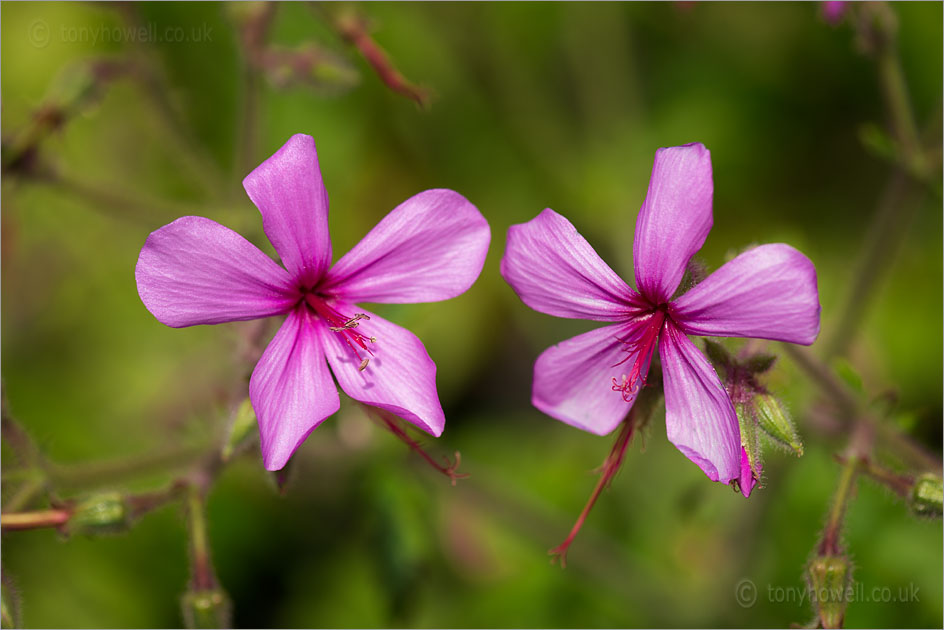 Geranium palmatum