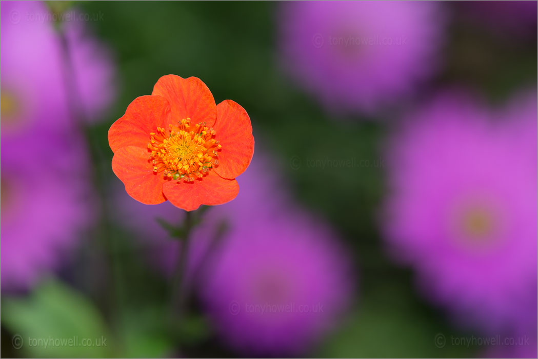 Geum x borisii