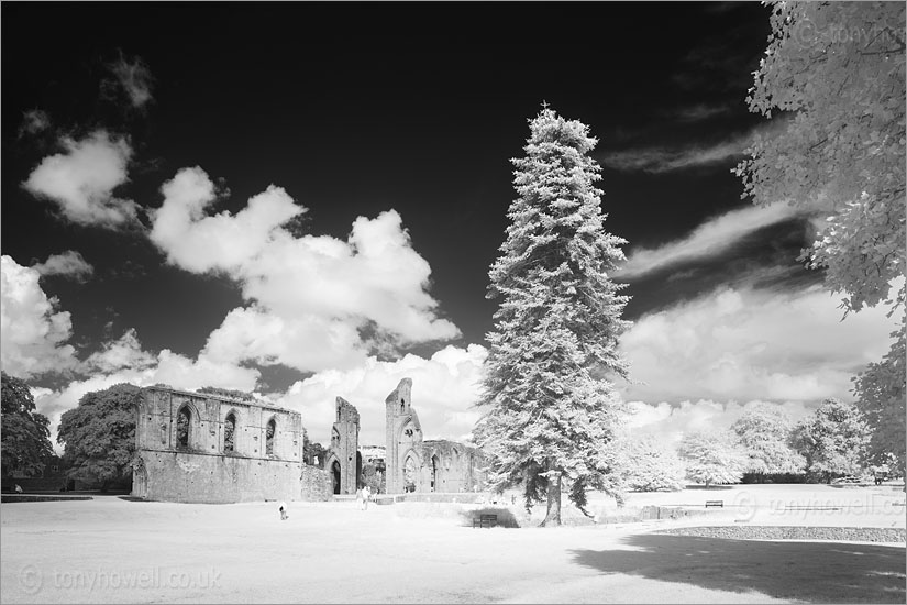 Glastonbury Abbey (Infrared Camera, turns foliage white)