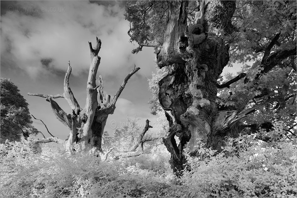 Gog and Magog, Ancient Oak Trees (Infrared Camera, turns foliage white)