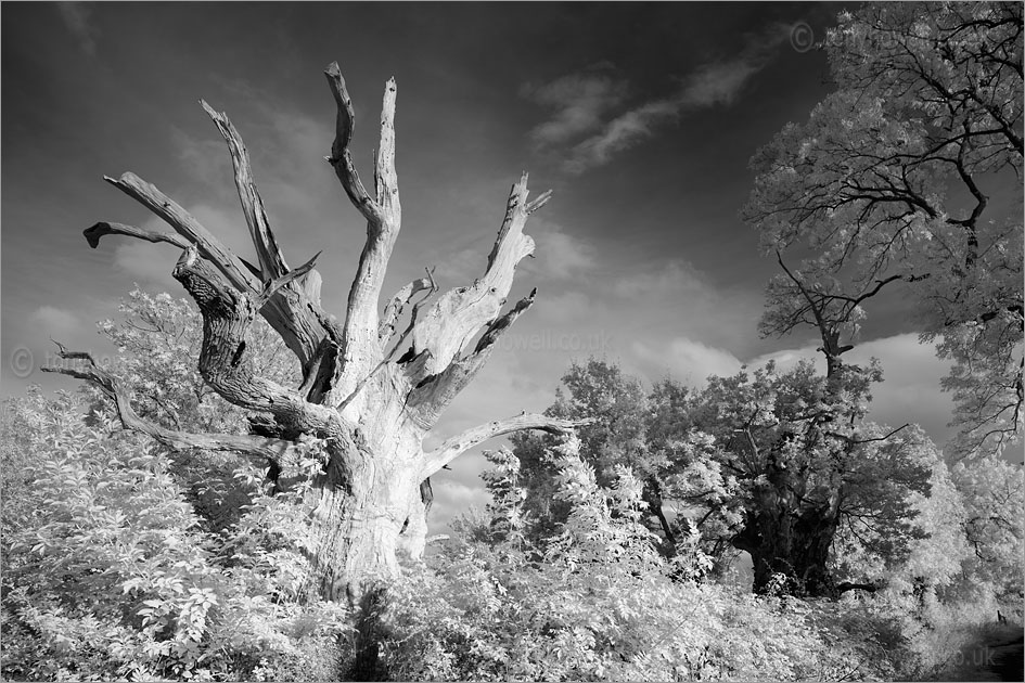 Gog and Magog, Ancient Oak Trees (Infrared Camera, turns foliage white)