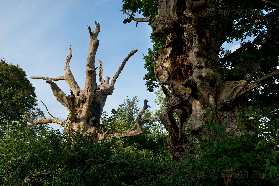 Gog and Magog, Ancient Oak Trees